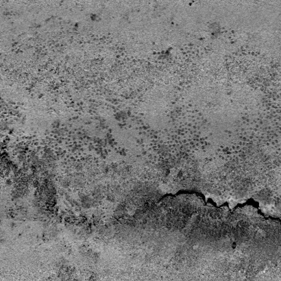 Black bream backscatter