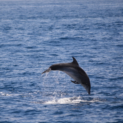 Bottlenose dolphin